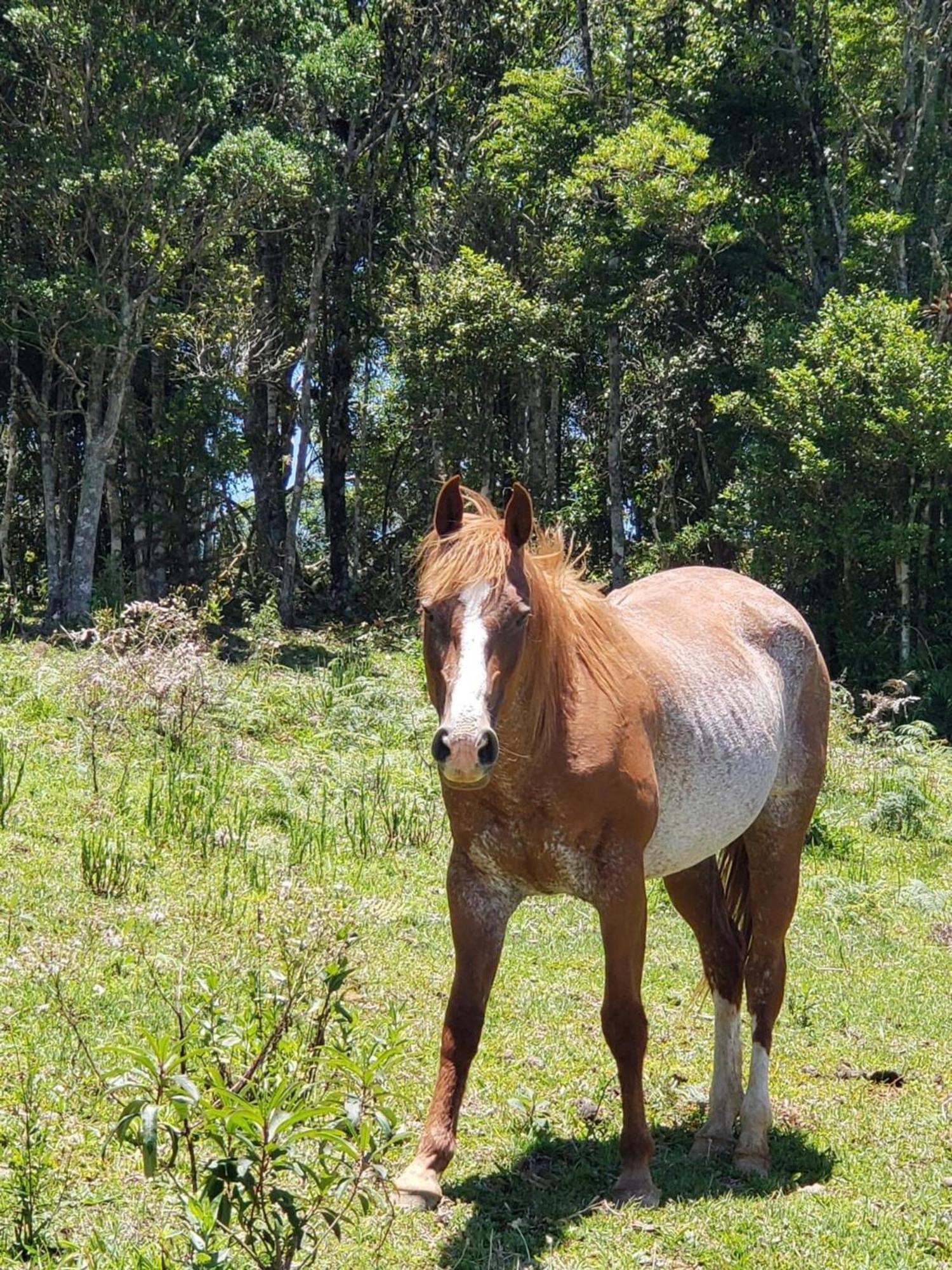 Vila Rancho Sol Poente - Rancho Queimado - Sc Exteriér fotografie